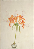 INDO-CHINESE or “STRAITS SCHOOL” (19th century), Album of Flowers and Fruits