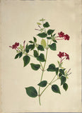 INDO-CHINESE or “STRAITS SCHOOL” (19th century), Album of Flowers and Fruits