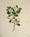 INDO-CHINESE or “STRAITS SCHOOL” (19th century), Album of Flowers and Fruits