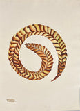 INDO-CHINESE or “STRAITS SCHOOL” (19th century), Album of Flowers and Fruits