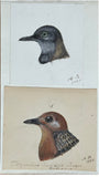 Adolphe Boucard (French, 1839-1905), Original Watercolors