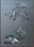 GÉZA VASTAGH (BUDAPEST 1866-1919), Double-sided drawing: Studies of pelicans and a monkey (Pelecanidae)