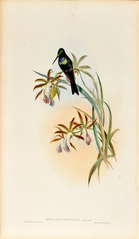 John Gould (1804-1881), Ionolaima Frontalis (Emerald-fronted Hummingbird)