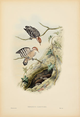 John Gould (1804-1881), Iyngipicus Hardwickii (Hardwicke's Pygmy Woodpecker)