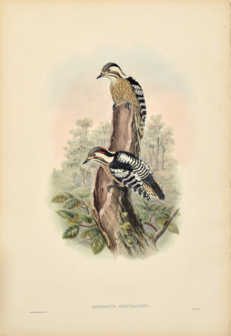 John Gould (1804-1881), Iyngipicus Scintilliceps (Swinhoe's Pygmy Woodpecker)
