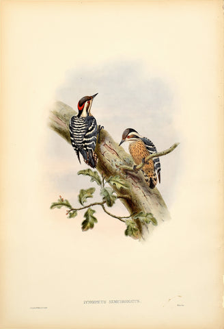 John Gould (1804-1881), Iyngipicus Semicoronatus (Darjiling Pygmy Woodpecker)