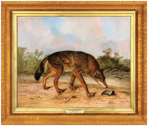 John Woodhouse Audubon (American, 1812-1862), Red Texan Wolf