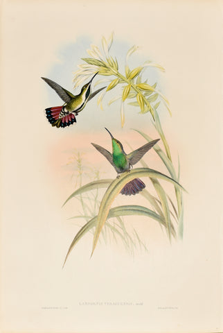 John Gould (1804-1881), Lampornis Veraguensis (Veraguan Mango)