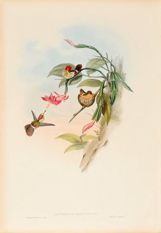 John Gould (1804-1881), Lophornis Magnificus (Frilled Coquette)