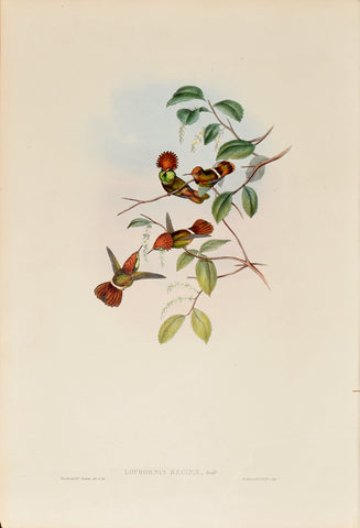 John Gould (1804-1881), Lophornis Reginae (Queen Coquette)