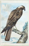 Abraham Meertens, (Dutch, 1747-1823) A Hawk or Harrier