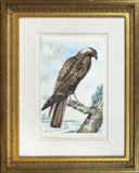 Abraham Meertens, (Dutch, 1747-1823) A Hawk or Harrier