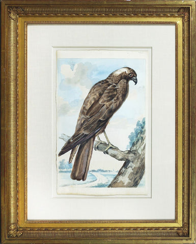 Abraham Meertens, (Dutch, 1747-1823) A Hawk or Harrier