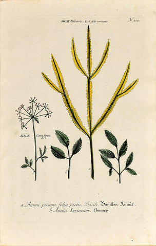 Johann Wilhelm Weinmann (1683-1741) Sium & Sison (Water Parsnip & Stone Parsley) N. 100