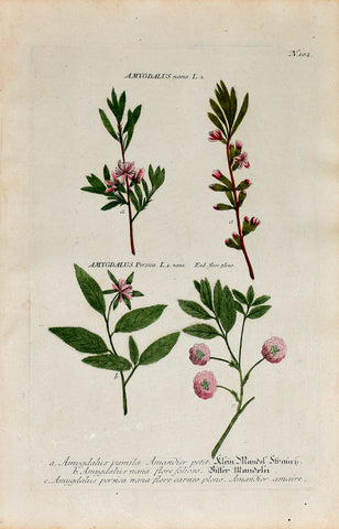 Johann Wilhelm Weinmann (1683-1741) Amygdalus (Almond) N. 102
