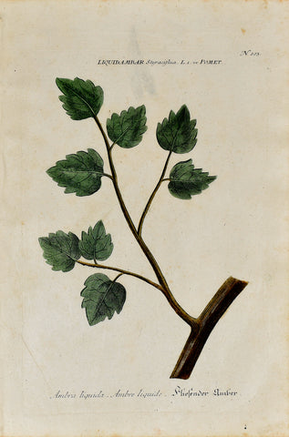 Johann Wilhelm Weinmann (1683-1741) Liquidambar (American Sweetgum) N. 103