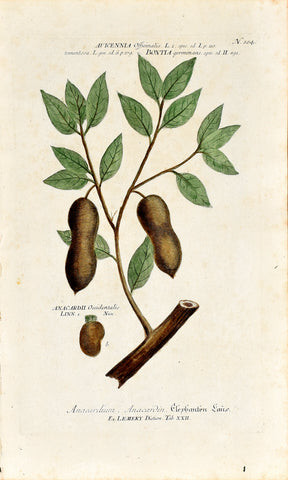 Johann Wilhelm Weinmann (1683-1741) Anacardium (Cashew) N. 104