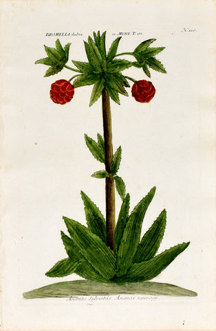 Johann Wilhelm Weinmann (1683-1741) Bromelia dubia (Wild Pineapple) N. 110