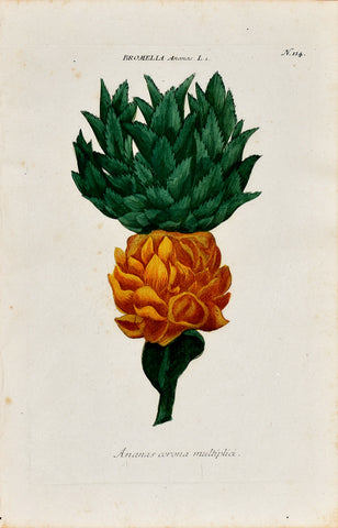 Johann Wilhelm Weinmann (1683-1741) Bromelia Ananas (Pineapple) N. 114