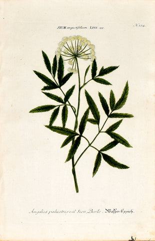 Johann Wilhelm Weinmann (1683-1741) Sium angustifolium (Water Parsnip) N. 134