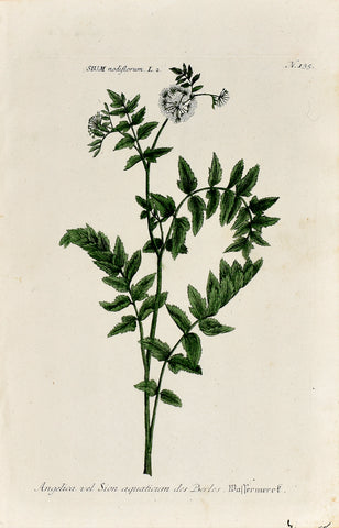 Johann Wilhelm Weinmann (1683-1741) Sium nodiflorum (Fool's Watercress) N. 135