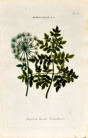 Johann Wilhelm Weinmann (1683-1741) Angelica lucida (Shining Angelica) N. 136