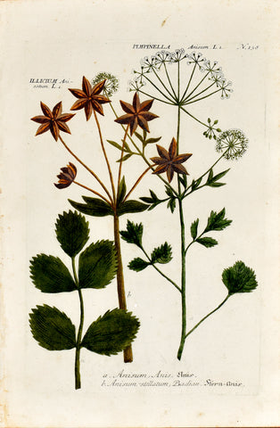 Johann Wilhelm Weinmann (1683-1741) Pimpinella anisum (Anise) & Illicium anisatum (Star Anise) N. 138