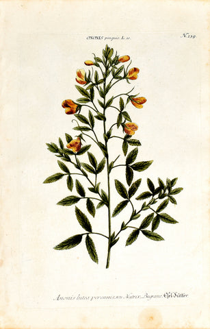 Johann Wilhelm Weinmann (1683-1741) Ononis pinguis (Yellow Restharrow) N. 139