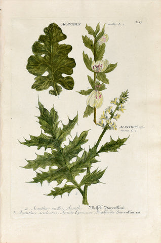 Johann Wilhelm Weinmann (1683-1741),  Acanthus mollis, Acanthus aculeatus (Bear's Breeches) N. 13