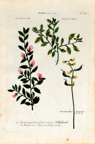Johann Wilhelm Weinmann (1683-1741) Ononis (Spiny Restharrow) & Crotalaria (Rattlepod) N. 140