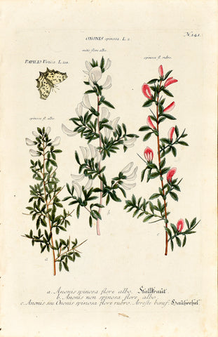 Johann Wilhelm Weinmann (1683-1741) Ononis spinosa (Spiny Restharrow) N. 141