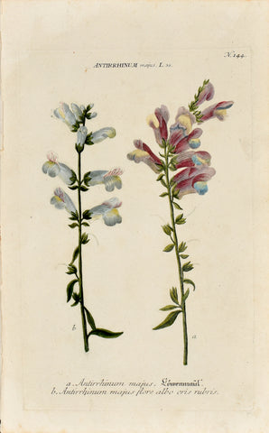 Johann Wilhelm Weinmann (1683-1741) Antirrhinum majus (Common Snapdragon) N. 144