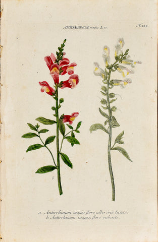 Johann Wilhelm Weinmann (1683-1741) Antirrhinum majus (Common Snapdragon) N. 145