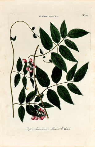 Johann Wilhelm Weinmann (1683-1741) Glycine apios (Groundnut / American Groundnut) N. 149
