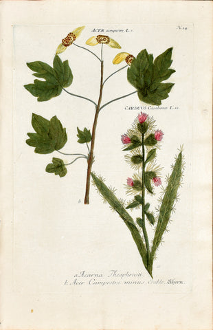 Johann Wilhelm Weinmann (1683-1741) Acer & Carduus (Syrian Thistle & Field Maple) N. 14