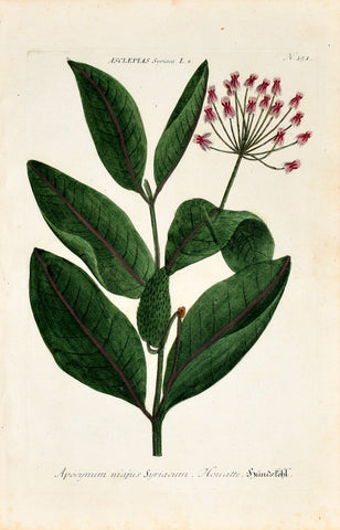 Johann Wilhelm Weinmann (1683-1741) Asclepias syriaca (Common Milkweed) N. 151