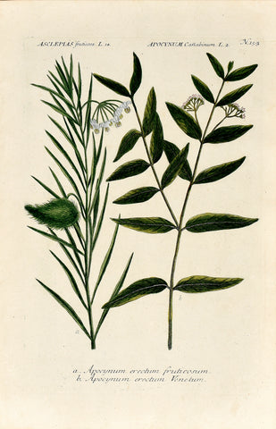 Johann Wilhelm Weinmann (1683-1741) Asclepias fruticosa (Swan Plant) & Apocynum carabinum (Dogbane) N. 153