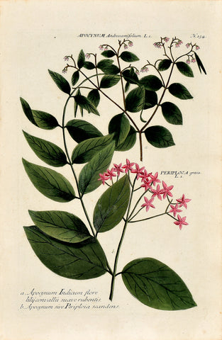 Johann Wilhelm Weinmann (1683-1741) Apocynum androsaemifolium (Dogbane) & Periploca graeca (Silk Vine) N. 154
