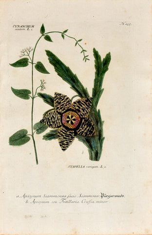 Johann Wilhelm Weinmann (1683-1741) Cynanchum acutum (Swallow-wort) & Stapelia variegata (Starfish Flower) N. 155