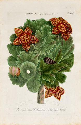 Johann Wilhelm Weinmann (1683-1741) Stapelia variegata luxurians (Large Starfish Flower) N. 156