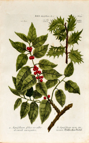 Johann Wilhelm Weinmann (1683-1741) Ilex aquifolium (Holly) N. 159