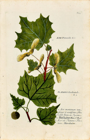 Johann Wilhelm Weinmann (1683-1741) Acer & Platanus (Norway Maple & American Sycamore) N. 15