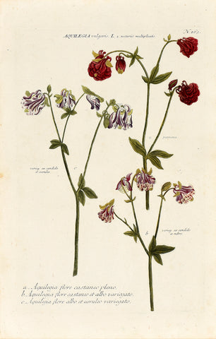 Johann Wilhelm Weinmann (1683-1741) Aquilegia vulgaris (Columbine) N. 163