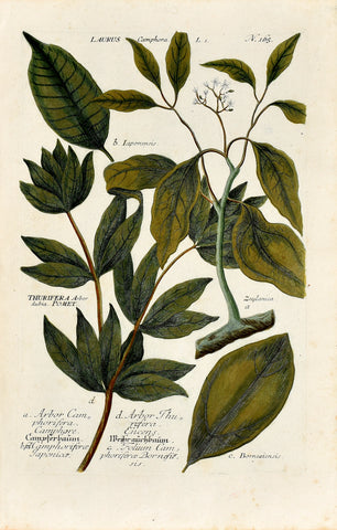 Johann Wilhelm Weinmann (1683-1741) Laurus camphora (Camphor Tree) N. 165