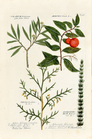 Johann Wilhelm Weinmann (1683-1741) Arbutus unedo (Strawberry Tree) N. 166