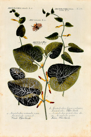 Johann Wilhelm Weinmann (1683-1741) Aristolochia (Birthwort) N. 168