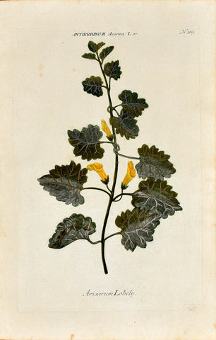 Johann Wilhelm Weinmann (1683-1741) Antirrhinum asarina (Trailing Snapdragon) N. 169