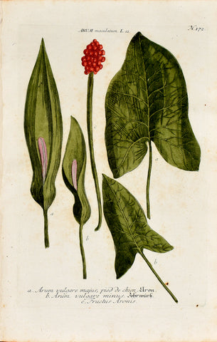 Johann Wilhelm Weinmann (1683-1741) Arum maculatum (Cuckoo Pint ) N. 172