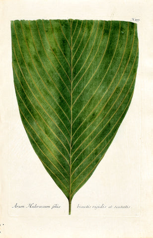Johann Wilhelm Weinmann (1683-1741) Arum N. 177