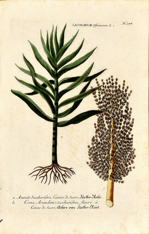 Johann Wilhelm Weinmann (1683-1741) Saccharum officinarum (Sugar Cane) N. 178